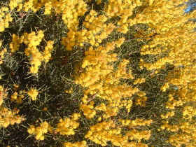 Dalwallinu Remnant Bushland - Accommodation Tasmania 0