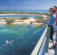 Shark Bay Marine Park - Accommodation Tasmania