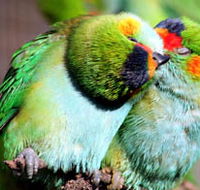 Rainbow Jungle - The Australian Parrot Breeding Centre - Accommodation Tasmania