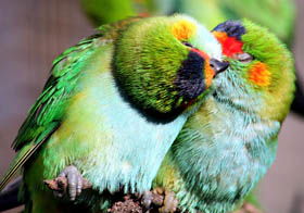 Rainbow Jungle - The Australian Parrot Breeding Centre - Accommodation Tasmania 0