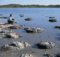 Lake Thetis Stromatolites - Accommodation Tasmania