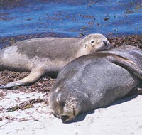 Carnac Island - Accommodation Tasmania