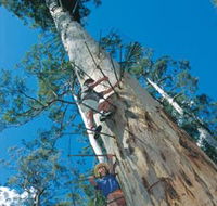 Dave Evans Bicentennial Tree - Accommodation Tasmania