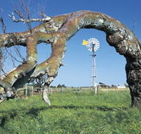 Greenough Leaning Trees - Accommodation Tasmania