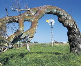 Greenough Leaning Trees - Accommodation Tasmania 0