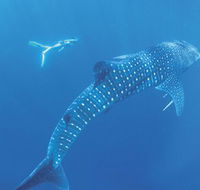 Ningaloo Marine Park - Accommodation Tasmania