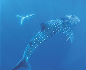 Ningaloo Marine Park - Accommodation Tasmania 0