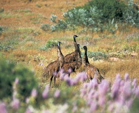 Jurabi Coastal Reserve - Accommodation Tasmania 0