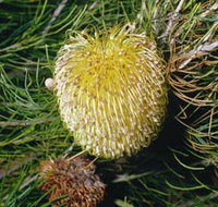 FR Berry Reserve - Accommodation Tasmania