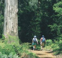 Gloucester Tree - Accommodation Tasmania