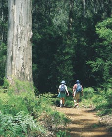 Gloucester Tree - Accommodation Tasmania 0