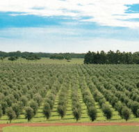 Fini Olives - Accommodation Tasmania