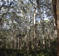 Boranup Karri Forest - Accommodation Tasmania