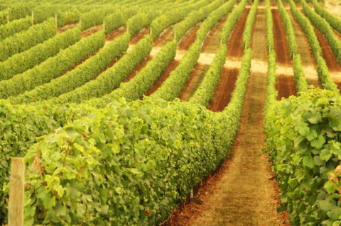 Xanadu Wines - Accommodation Tasmania 0