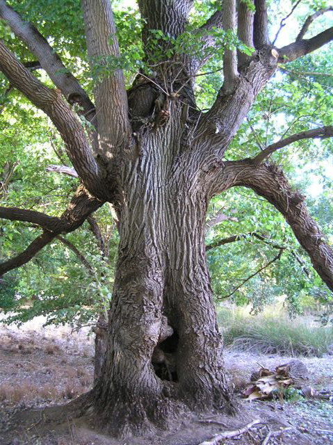 Golden Valley Tree Park - Accommodation Tasmania 2
