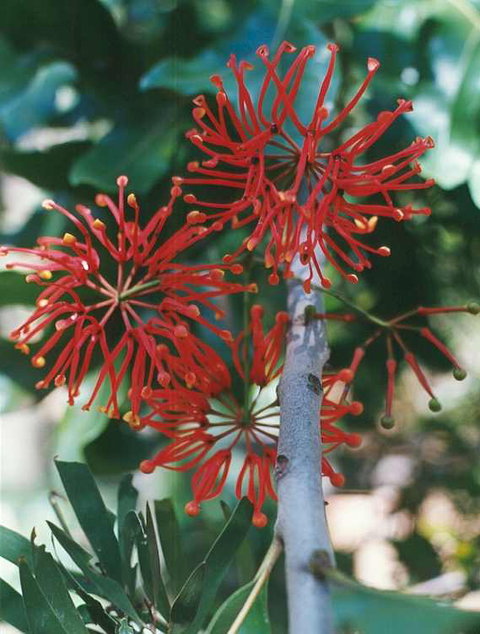 Golden Valley Tree Park - Accommodation Tasmania 4