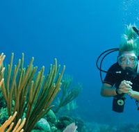 Coastal Water Dive - Accommodation Tasmania