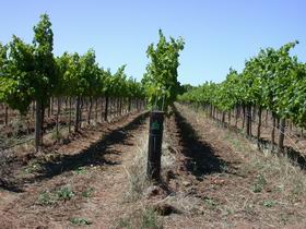 Temple Bruer Winery - Accommodation Tasmania 0
