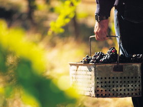 Burge Family Winemakers - Accommodation Tasmania 0