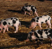 Will's Rare Breeds Farm - Accommodation Tasmania