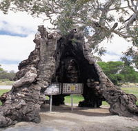 The Herbig Family Tree - Accommodation Tasmania