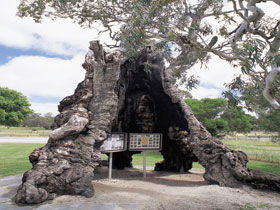 The Herbig Family Tree - Accommodation Tasmania 0