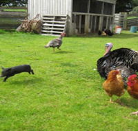 Echo Farm - Accommodation Tasmania