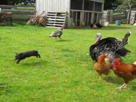 Echo Farm - Accommodation Tasmania 0