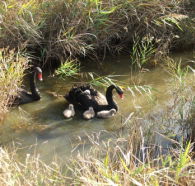 Tamar Island Wetlands Reserve and Interpretation Centre - Accommodation Tasmania