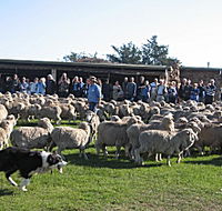 Curringa Farm - Accommodation and Farm Tours - Accommodation Tasmania