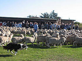 Curringa Farm - Accommodation And Farm Tours - Accommodation Tasmania 0