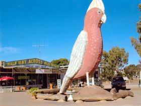 The Big Galah - Accommodation Tasmania 0