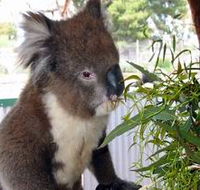 Glen-Forest Tourist Park - Accommodation Tasmania