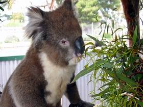 Glen-Forest Tourist Park - Accommodation Tasmania 0