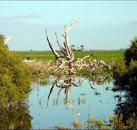 Bool Lagoon Game Reserve and Hacks Lagoon Conservation Park - Accommodation Tasmania