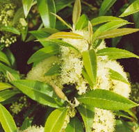 Tumbeela Native Bushfoods - Accommodation Tasmania