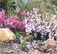 Stokes Bay Bush Garden - Accommodation Tasmania