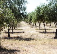 Talinga Grove Olive Oils - Accommodation Tasmania