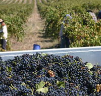 Rolf Binder Wines - Accommodation Tasmania