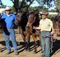 Coffin Bay Brumby Preservation Society Incorporated - Accommodation Tasmania