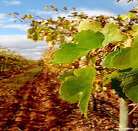 Mirabella Vineyards - Accommodation Tasmania