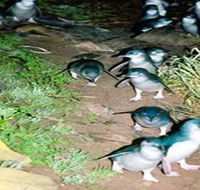 Penneshaw Penguin Centre - Accommodation Tasmania