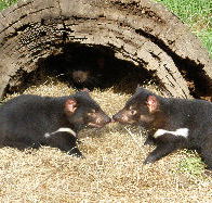 Wing's Wildlife Park - Accommodation Tasmania