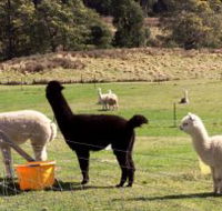 Maydena Country Cabins Accommodation  Alpaca Stud - Accommodation Tasmania