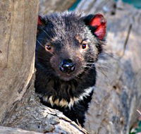 Trowunna Wildlife Sanctuary - Accommodation Tasmania