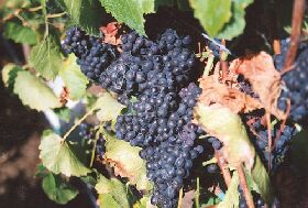 Darlington Vineyard - Accommodation Tasmania 0