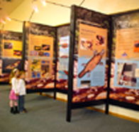 Platypus Experience - Accommodation Tasmania