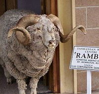 Tasmanian Wool Centre - Accommodation Tasmania