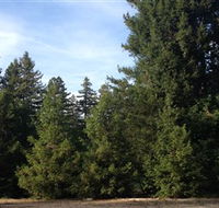 Pialligo Redwood Forest - Accommodation Tasmania