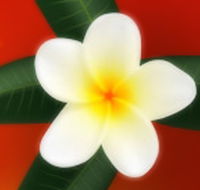 Well Retreat - Day Spa and Teahouse - Accommodation Tasmania